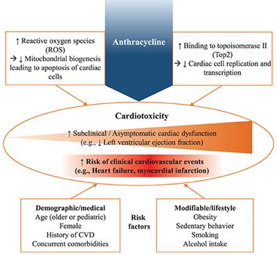 Exercise Cardio-Oncology: Exercise as a Potential Therapeutic Modality in the Management of Anthracycline-Induced Cardiotoxicity